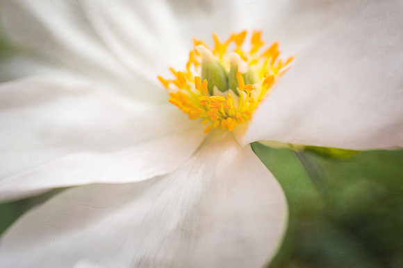 Peony