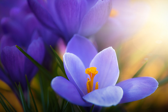 Sidelit Croci