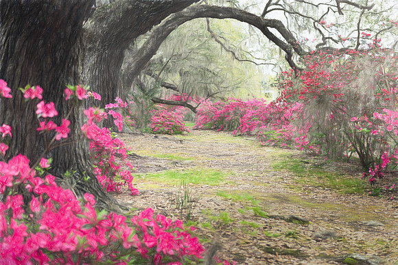 Oak Lane Impression