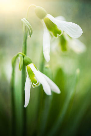 Snow Drops