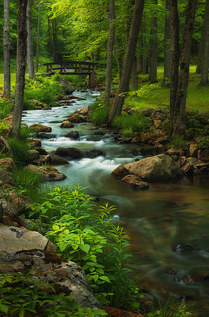 Forest Clearing