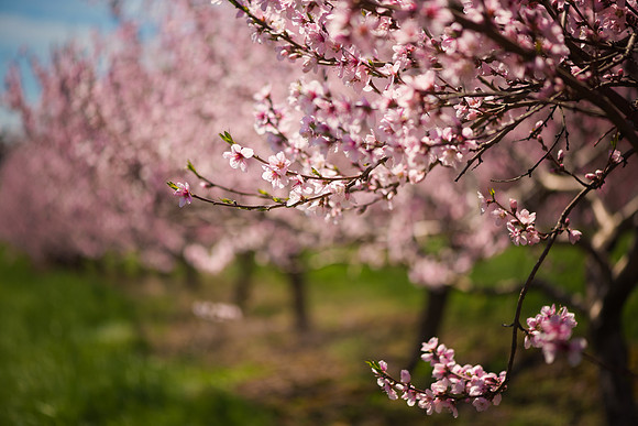 Peach Blossom Row