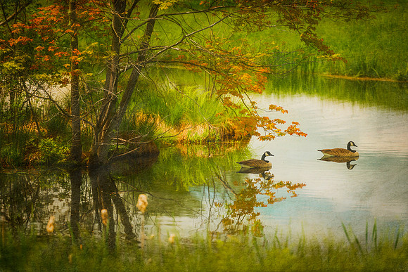 Hidden In Spring