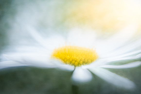May Daisy Jayne