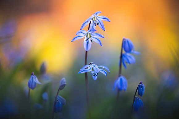 Scilla Siberica