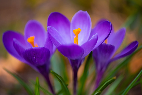 Spring's Heralding Trio