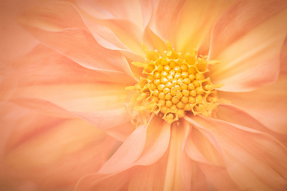 Soft Petals Portrait