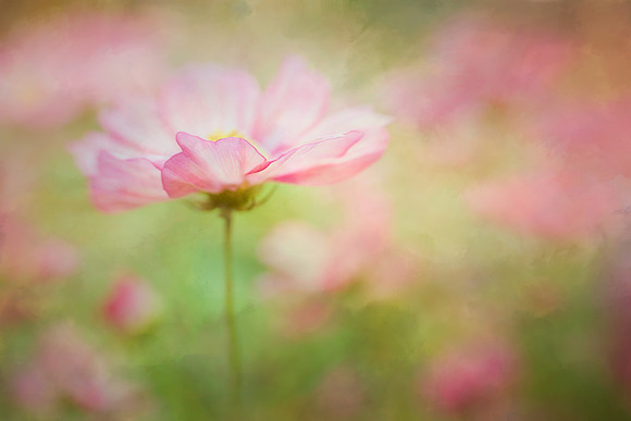 Meadowsong