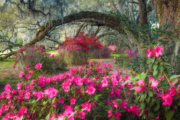 Azalea Way