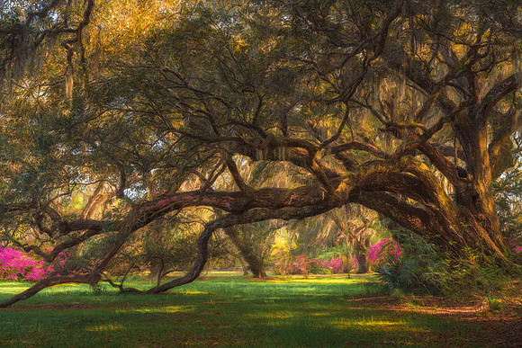 Mammoth Oak