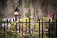 French Iron, Spanish Moss, Southern Charm