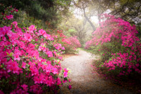 Ethereal Path