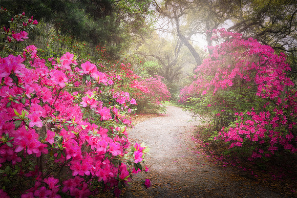 Ethereal Path