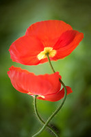 Poppy Love
