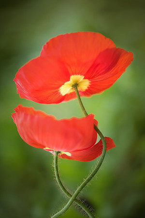Poppy Love