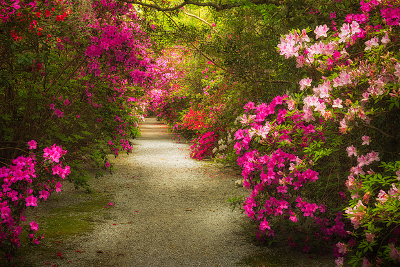 Magnolia Way