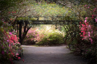 Arbor Walk