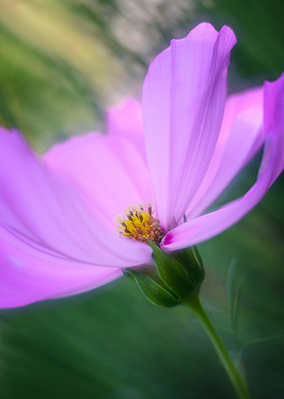 Soft Light