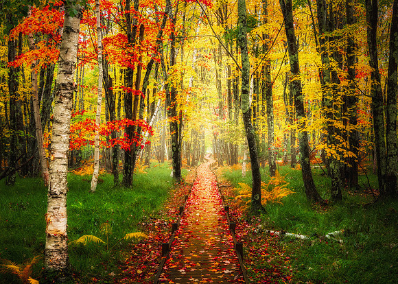 Jesup Path Rain